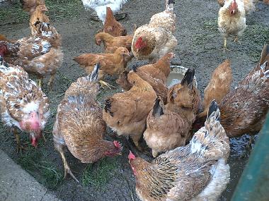 Bed and Breakfast in Collesalvetti - Crocino (Livorno) or holiday homes and vacation rentals