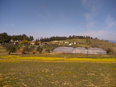 Bed and Breakfast in Collesalvetti - Crocino (Livorno) or holiday homes and vacation rentals