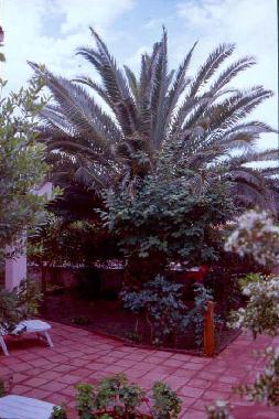 Holiday House in Budoni (Olbia-Tempio) or holiday homes and vacation rentals