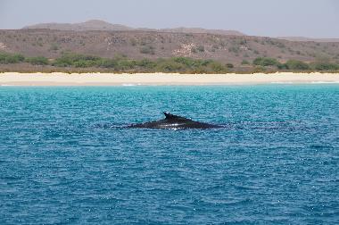 Holiday Apartment in Sal Rei (Boa Vista) or holiday homes and vacation rentals