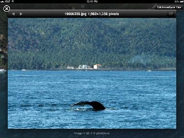 Whale watching from the pool