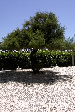 Holiday House in Santa Cruz (Grande Lisboa) or holiday homes and vacation rentals