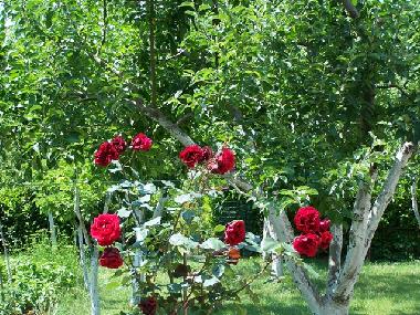 Holiday Apartment in Pula (Istarska) or holiday homes and vacation rentals