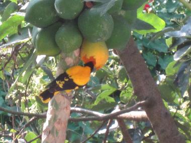 Golden oriole having breakfast as seen from the balcony