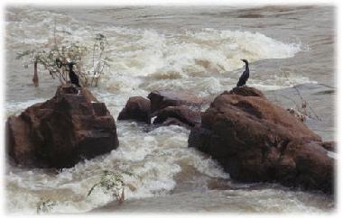 Cormorants