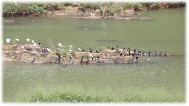 Cormorants and egrets on the river as seen from the balcony