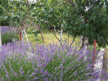 Holiday Apartment in Pula (Istarska) or holiday homes and vacation rentals