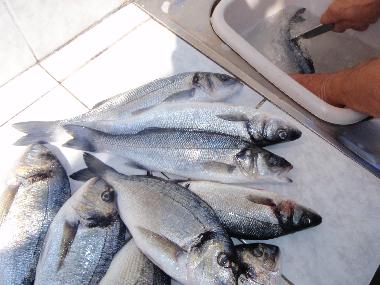 Holiday Apartment in Pula (Istarska) or holiday homes and vacation rentals