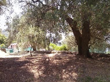 Villa in Pisciotta (Salerno) or holiday homes and vacation rentals