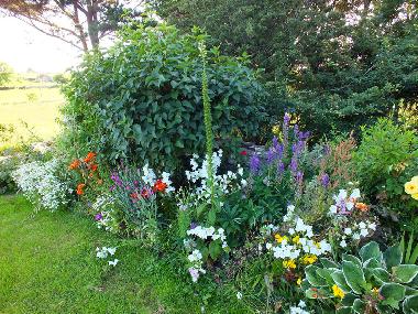 garden in full bloom in July