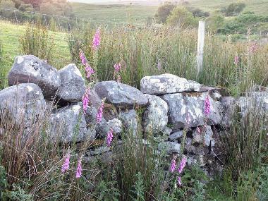 Holiday House in Newport (Mayo) or holiday homes and vacation rentals