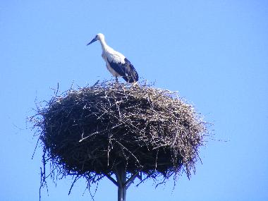 Holiday Apartment in Insko (Zachodniopomorskie) or holiday homes and vacation rentals