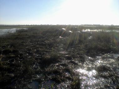 Rays of sun on hippos