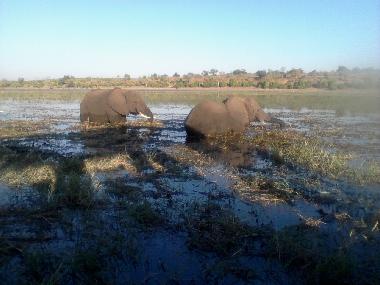 Elephants
