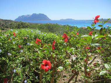 Holiday Apartment in Porto Istana (Olbia-Tempio) or holiday homes and vacation rentals
