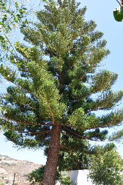 Villa in Bali Rethymnon (Rethymni) or holiday homes and vacation rentals