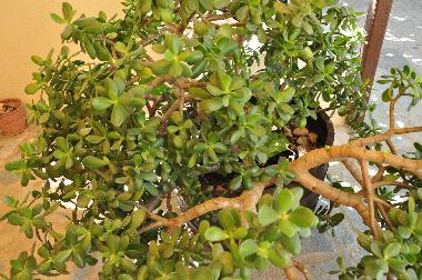 Villa in Bali Rethymnon (Rethymni) or holiday homes and vacation rentals