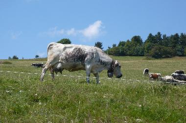 Holiday House in Orbey  (Haut-Rhin) or holiday homes and vacation rentals