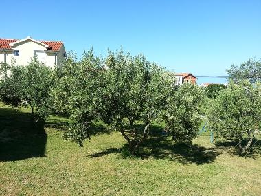 Holiday Apartment in DRAGE (Zadarska) or holiday homes and vacation rentals