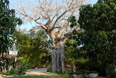our baobab & bamboo