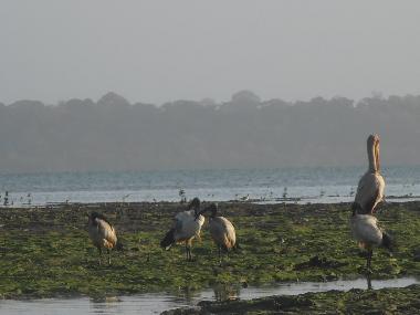 bird island at Kilifi Creek
