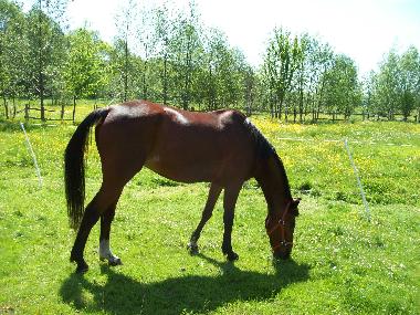 Holiday Apartment in Burg (Spree-Neie) or holiday homes and vacation rentals