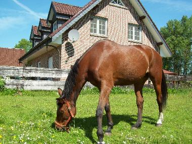 Holiday Apartment in Burg (Spree-Neie) or holiday homes and vacation rentals
