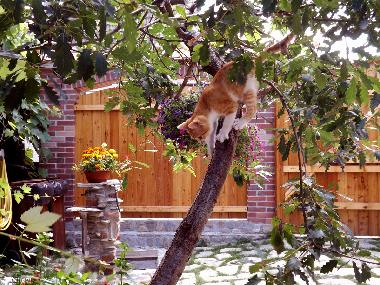 Casa Zollo - courtyard (Casa Vale, Sibiu, Transylvania, Romania)