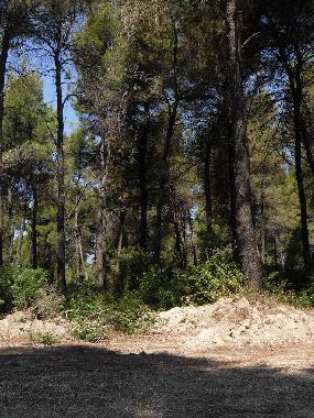 Villa in SANI (Chalkidiki) or holiday homes and vacation rentals