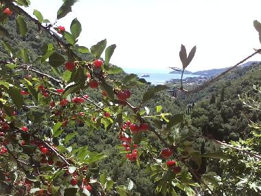 Holiday House in rapallo (Genova) or holiday homes and vacation rentals