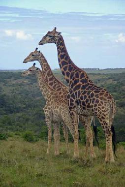 Holiday House in Phalaborwa (KRUGERPARK) (Northern Province) or holiday homes and vacation rentals