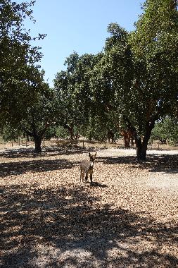 Holiday House in Santo Estevo (Grande Lisboa) or holiday homes and vacation rentals