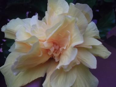 ibiscus in our garden