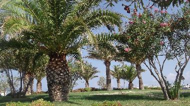 a garden in Gioiosa, near the beach