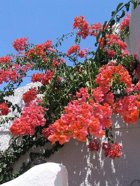 Villa in Calafat (Tarragona) or holiday homes and vacation rentals