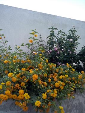 Holiday Apartment in Cagliari (Cagliari) or holiday homes and vacation rentals