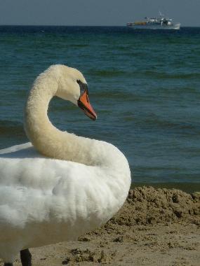 Holiday House in Boltenhagen (Mecklenburgische Ostseekste) or holiday homes and vacation rentals