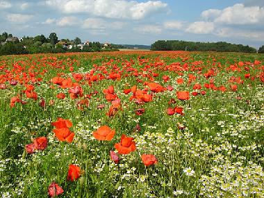 Holiday House in Oberscheidweiler (Eifel - Ahr) or holiday homes and vacation rentals