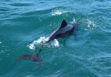 Holiday Apartment in SAL REI (Boa Vista) or holiday homes and vacation rentals