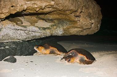 Holiday Apartment in SAL REI (Boa Vista) or holiday homes and vacation rentals