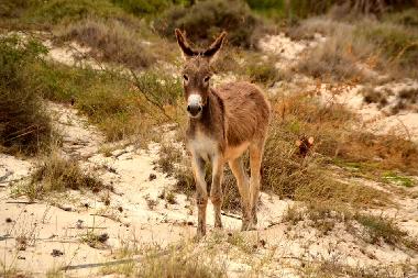 Holiday Apartment in SAL REI (Boa Vista) or holiday homes and vacation rentals