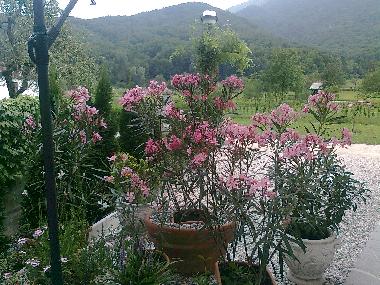 the view from the terrace