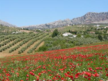 Torcal Mountain background