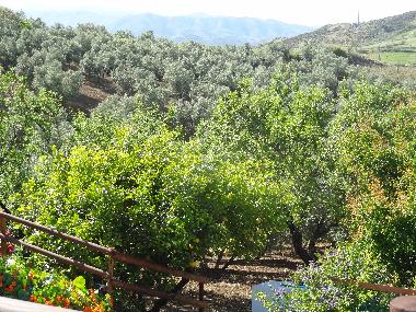 our own olives and citrus trees..!