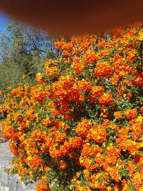 Villa in Tijarafe (La Palma und El Hierro) or holiday homes and vacation rentals