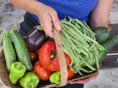 organic vegetables from our garden