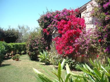 Holiday House in Baja Sardinia (Olbia-Tempio) or holiday homes and vacation rentals