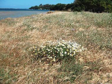 Holiday House in Baja Sardinia (Olbia-Tempio) or holiday homes and vacation rentals