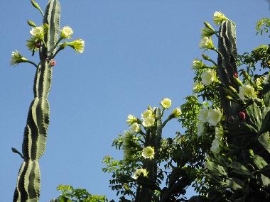 Holiday House in la boca trinidad (Sancti Spiritus) or holiday homes and vacation rentals