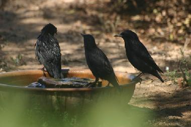 Villa in Massa (Agadir) or holiday homes and vacation rentals